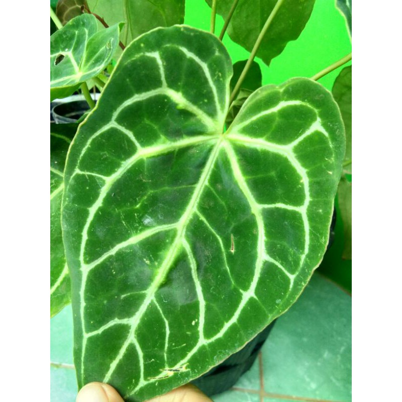 Tanaman Hias Kuping gajah/anturium kuping gajah