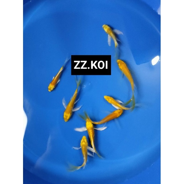 bibitan koi ogon slayer/semi Blitar size 6-8cm
