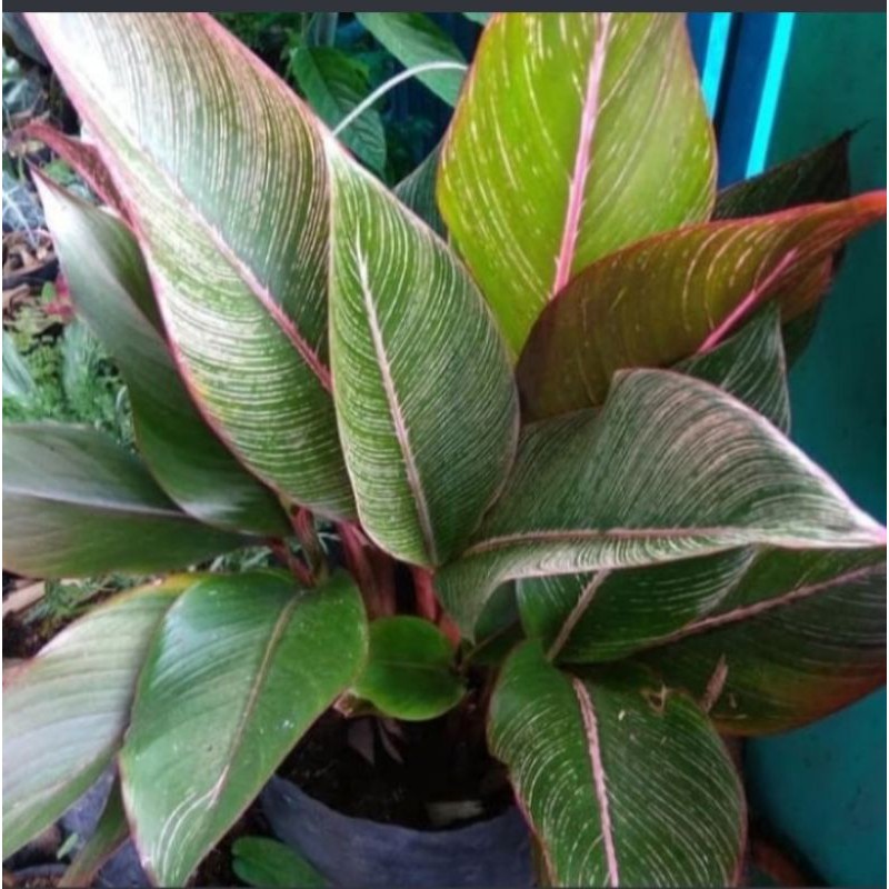 Tanaman Pisang Bugis merah - Tanaman hias Pisang Bugis merah