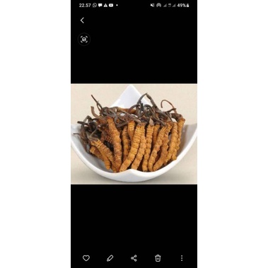 

penambah stamina tubuh MUN