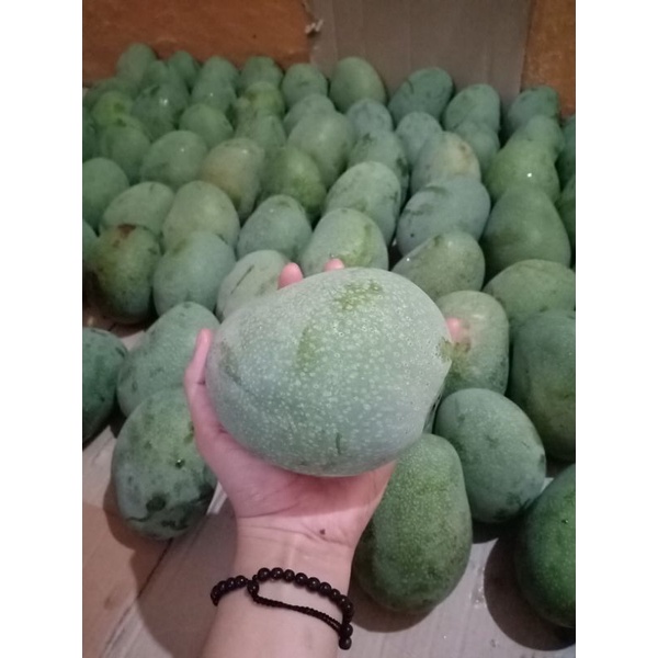 mangga muda fresh (gadung x manalagi)