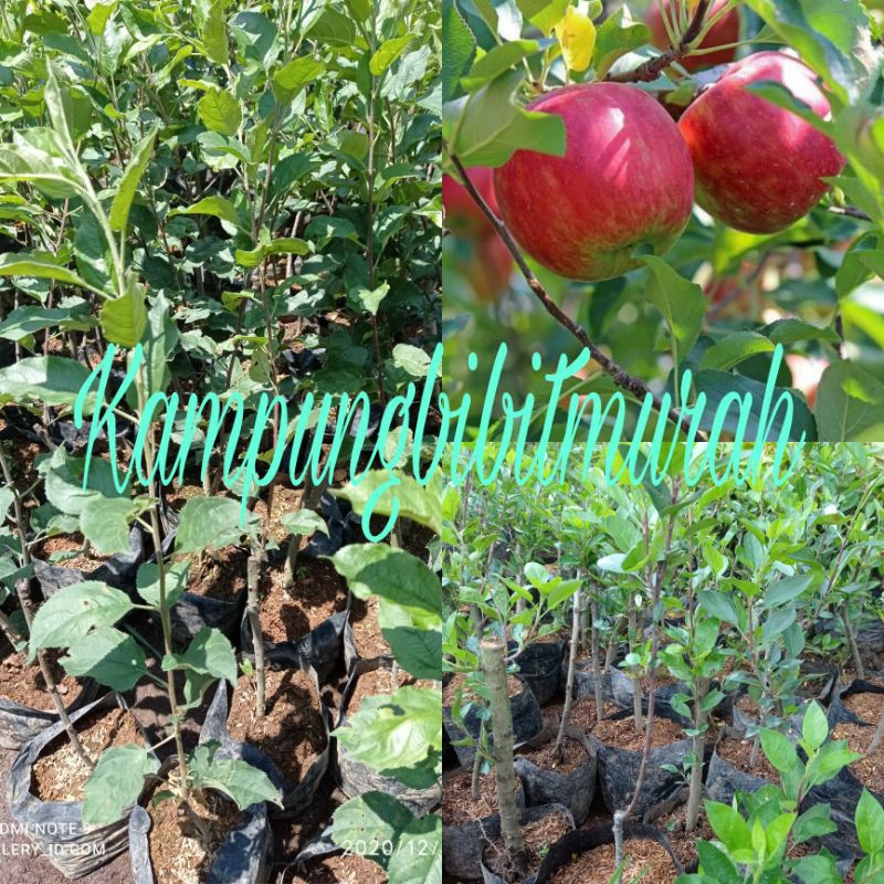 

APPLE ANNA MERAH GENJAH HASIL CANGKOK