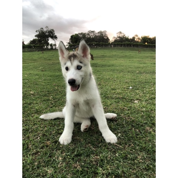 Siberian Husky Betina Stambum “SOLD”