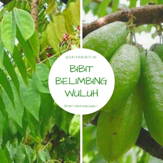 Bibit belimbing wuluh, belimbing sayur, belimbing wuluh unggul