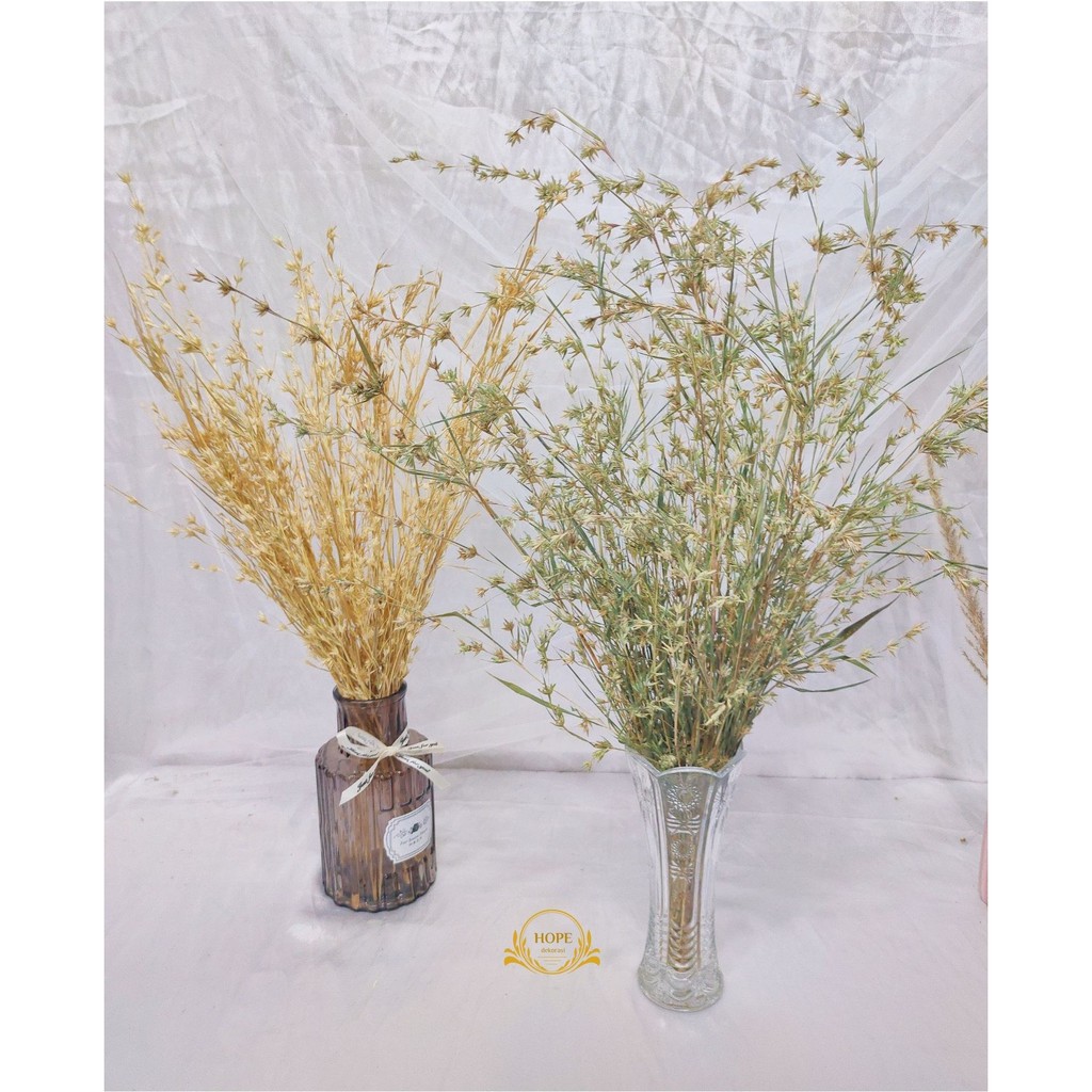 Bunga Kering Rustic Grass (bunga kering dekorasi) Bunga Aesthetic