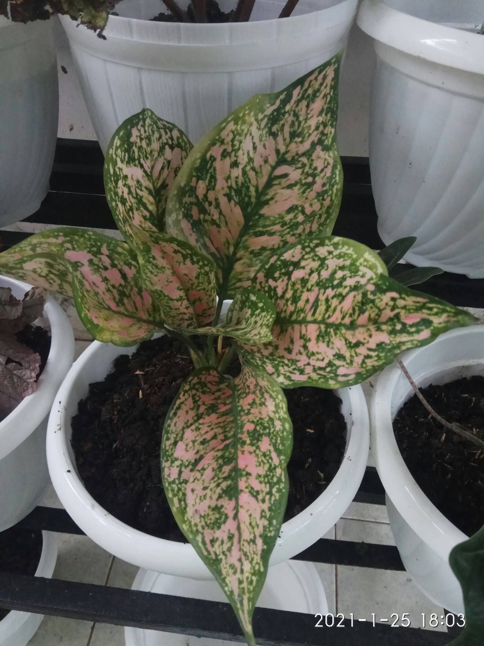 Tanaman Hias Aglonema Pink Ruby Aglonema Ruby Ukuran Remaja