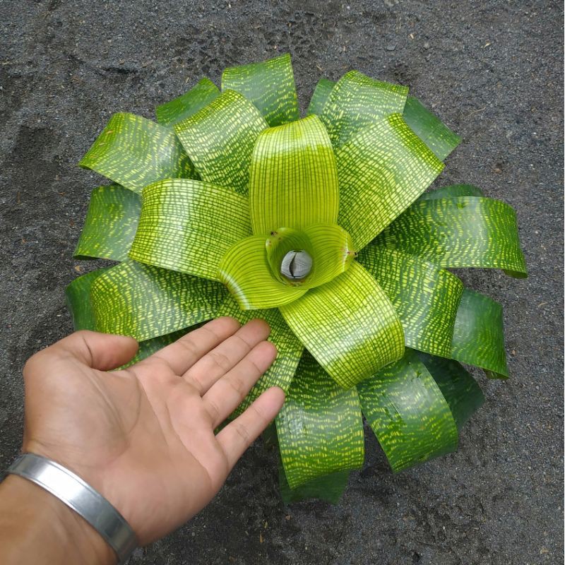 Bromelia vriesea fenestralis