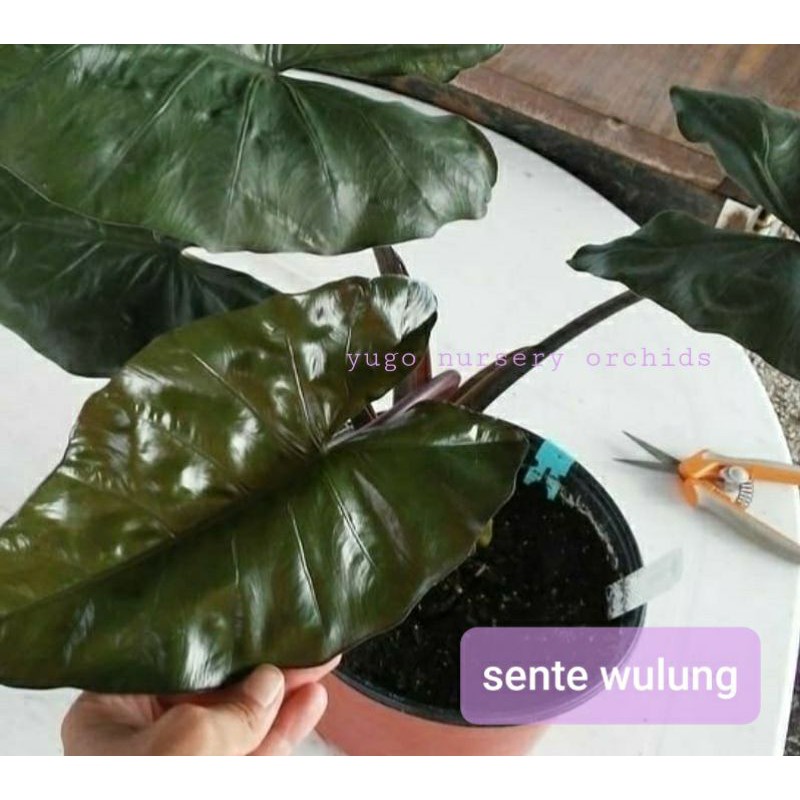 sente wulung remaja / sente hitam /alokasia hitam