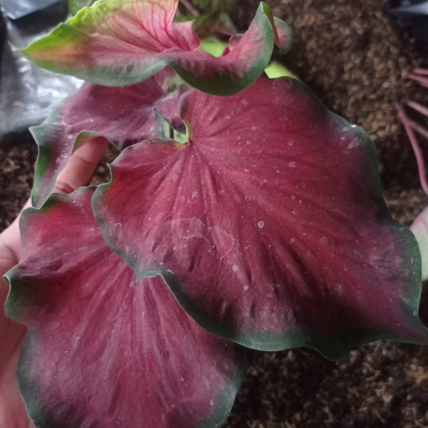 Bunga Keladi Rafles Tanaman Hias Caladium Red Ruffles Bunga Murah Cantik