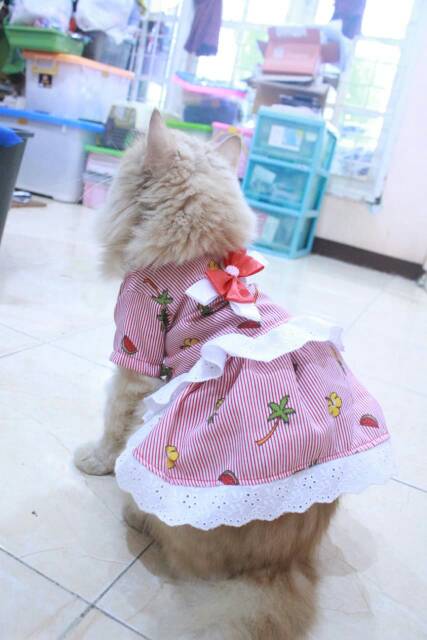 Dress strip bunga buah lucu untuk kucing dan anjing size S M L XL