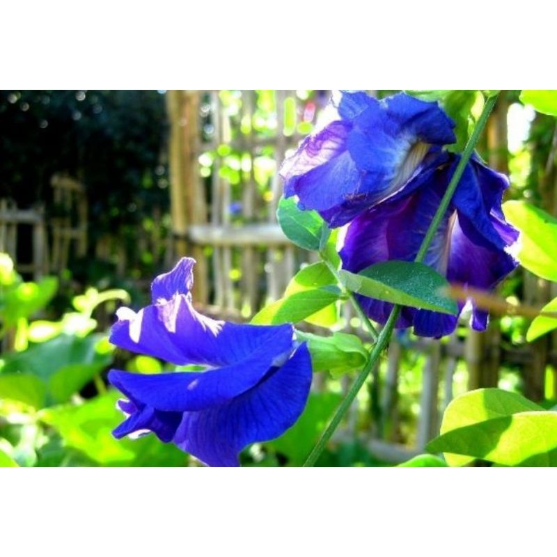 Benih / Bibit Bunga Telang