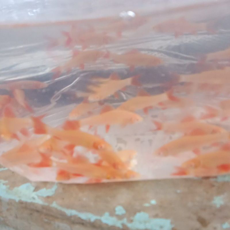ikan hias redfin albino (cod)