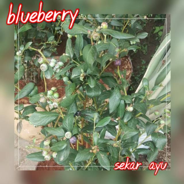 Bibit Buah Blueberry Berbuah