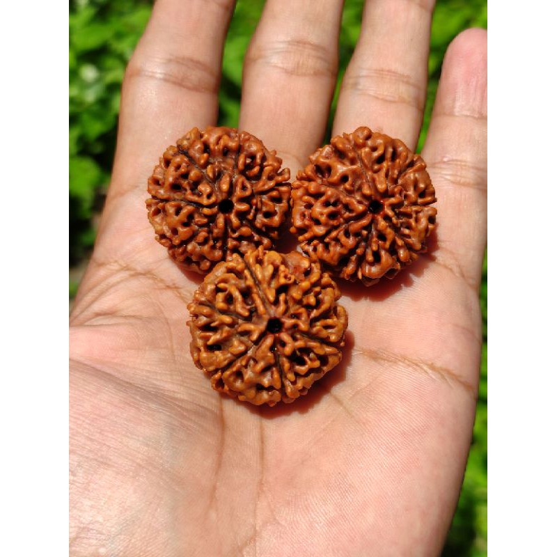 Jenitri Rudraksha Besar Jumbo