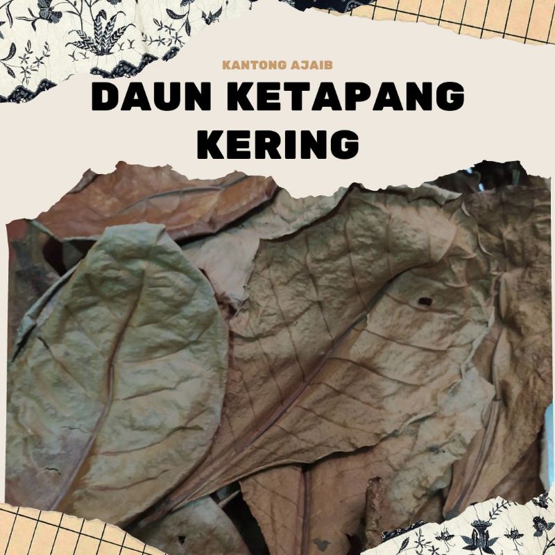 Daun Ketapang Kering/ Ketapang/ Ekstrak Daun Ketapang/ Ekstrak ketapang/ Daun Ketapang Kering/ Daun 
