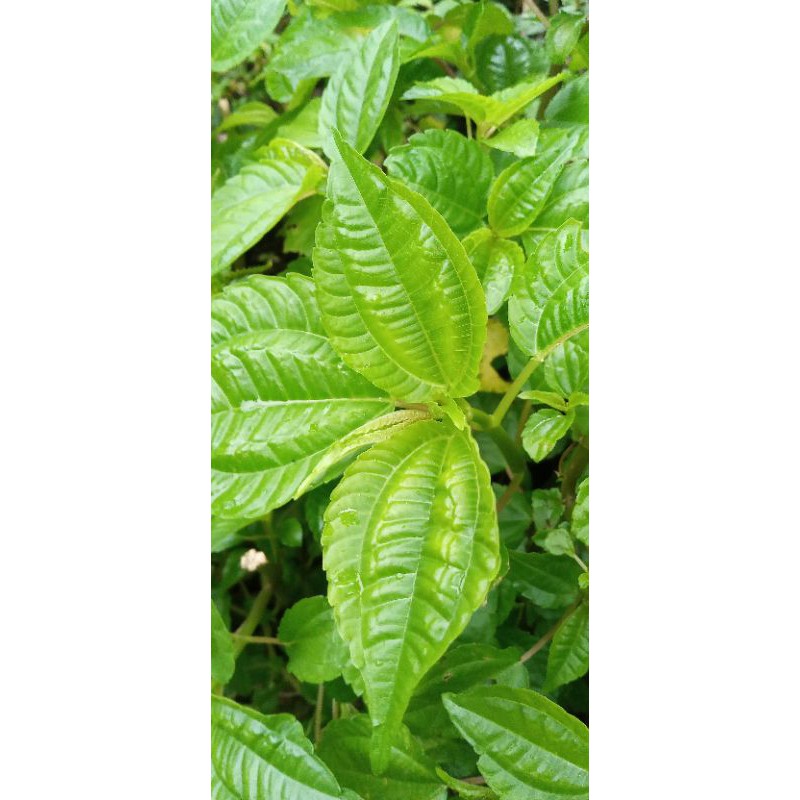 

Daun poh pohan segar 300 gram