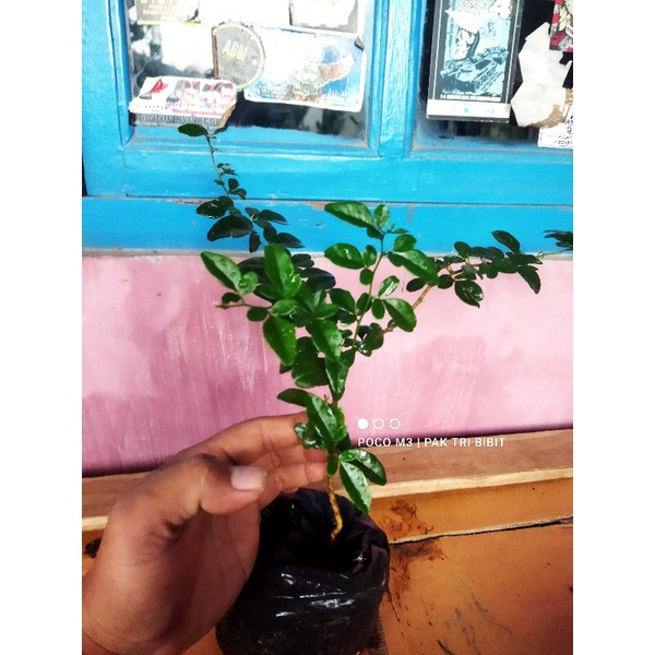 Bibit Bonsai Jeruk Kingkit