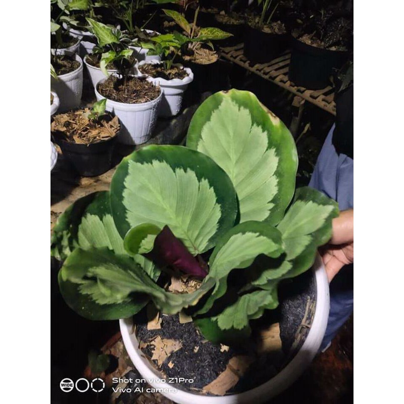 Tanaman hias calathea drag star