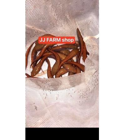 ♦ channa chana red barito asli jaminan merah menor pedes size 3cm - 15cm ada ►