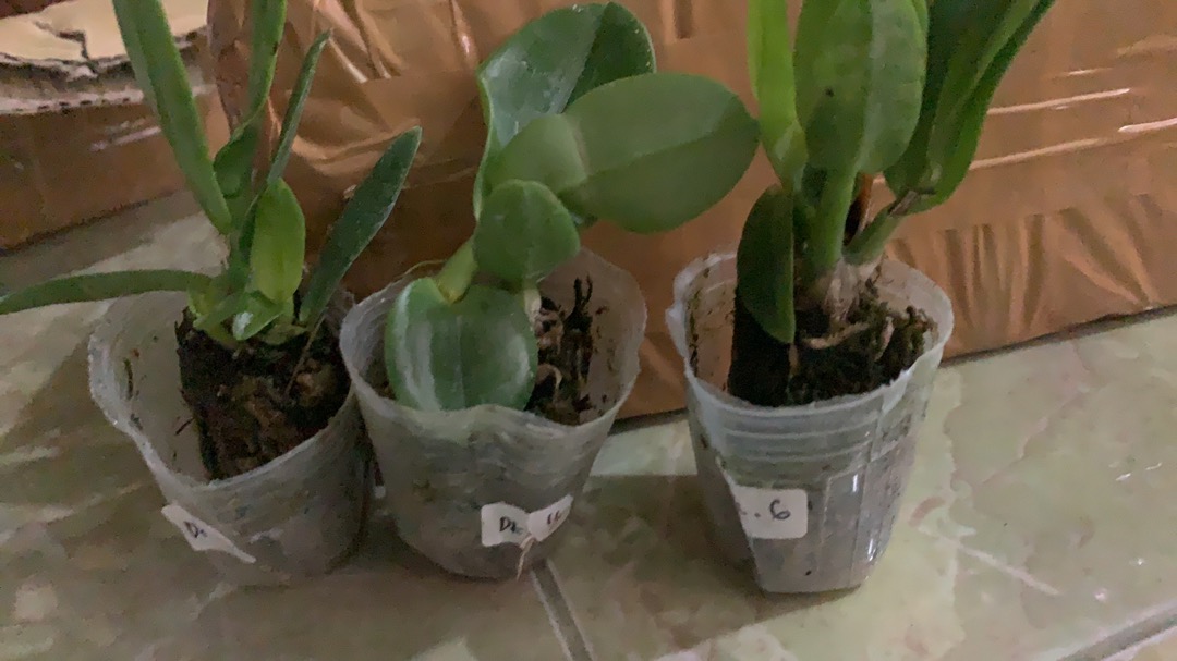 Bibit Anggrek Dendro - Seedling Hybrid Dendrobium Melintir - Keriting