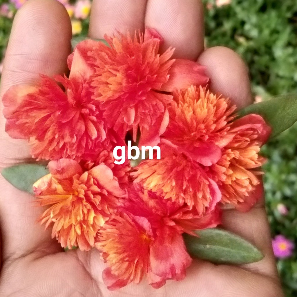 bibit bunga, stek krokot jambul import sumerstar