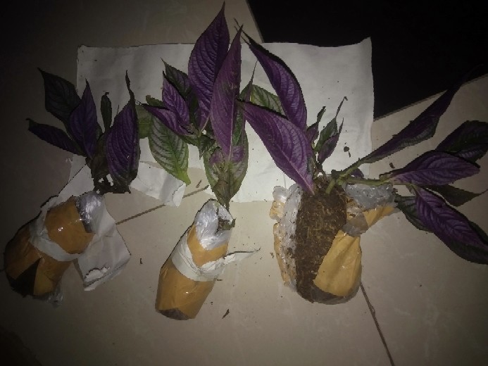 Parisian Shield Murah Promo !!!! Buruan !!!!