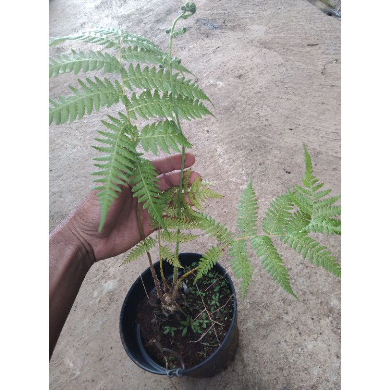 pakis monyet atau pakis hutan