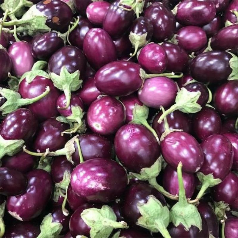 Benih Terong Ungu Bulat Bibit Sayuran Terong Pondoh Telur Bondan Tanaman Sayur Unggul Berkualitas