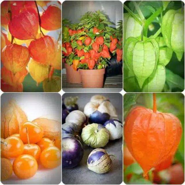 100seed  Bibit Benih Biji Ciplukan