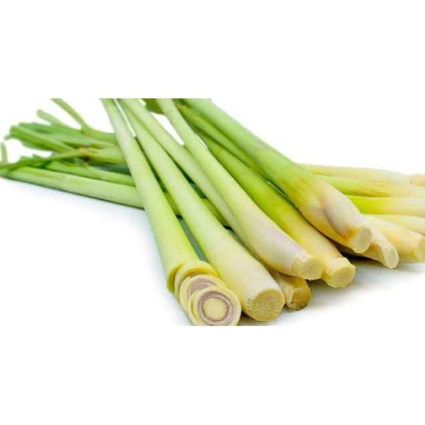 

DAUN SEREH 1 PCS