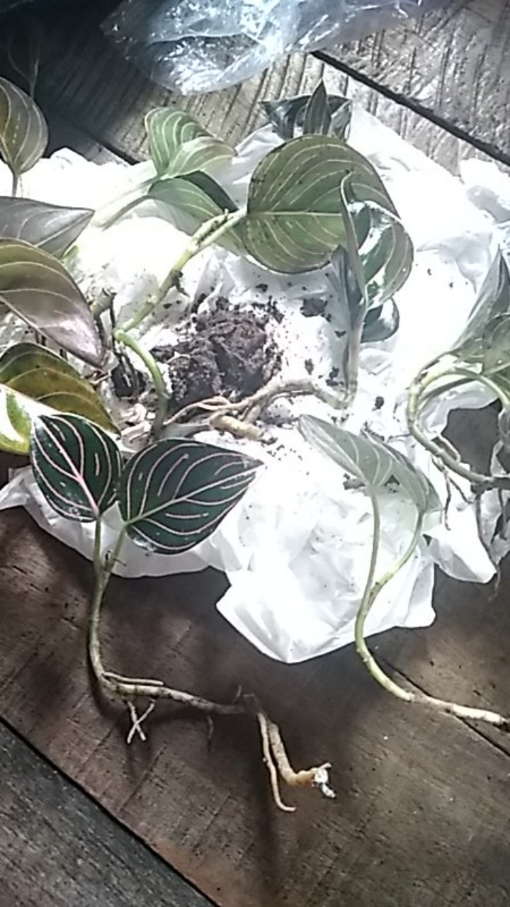 Aglonema Rotundum Aceh Bibit2-3daun Baby Minim Order 5plant