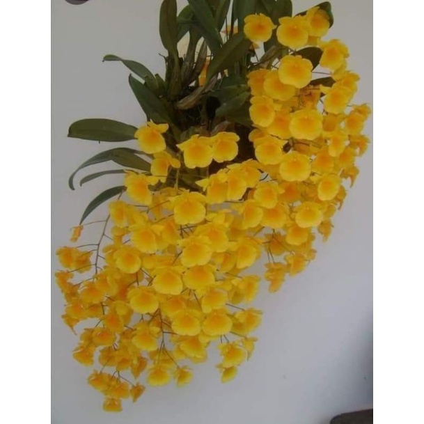 Dendrobium agregatum