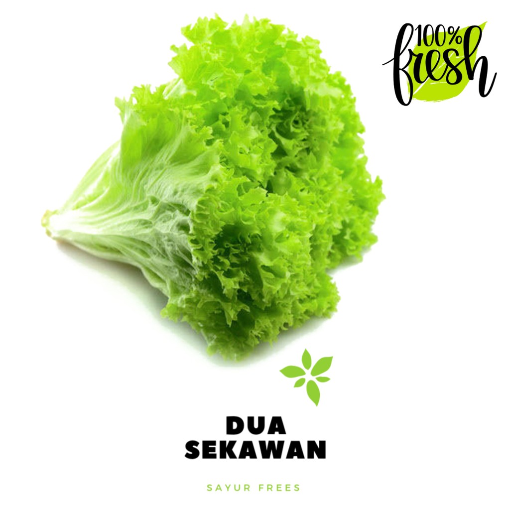 

Dua Sekawan | daun selada segar