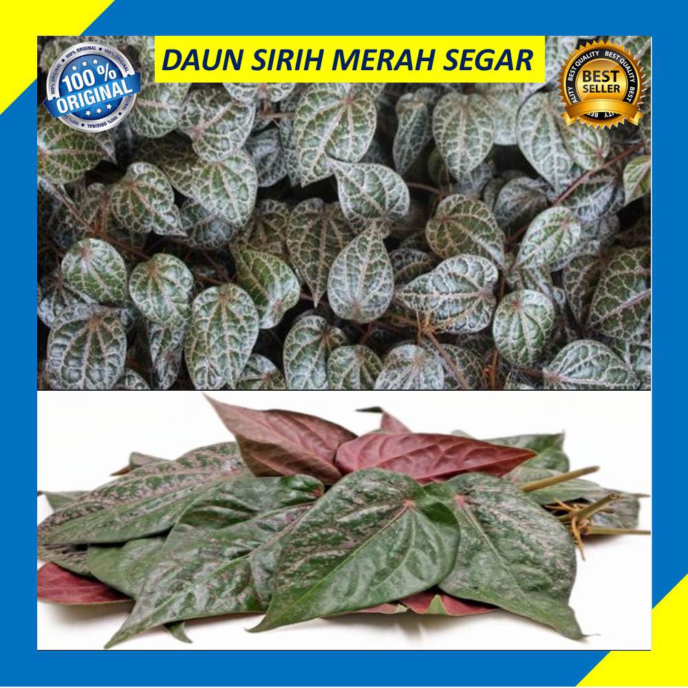 

Daun Sirih Merah Perlembar Segar Fresh Baru Petik Obat Herbal