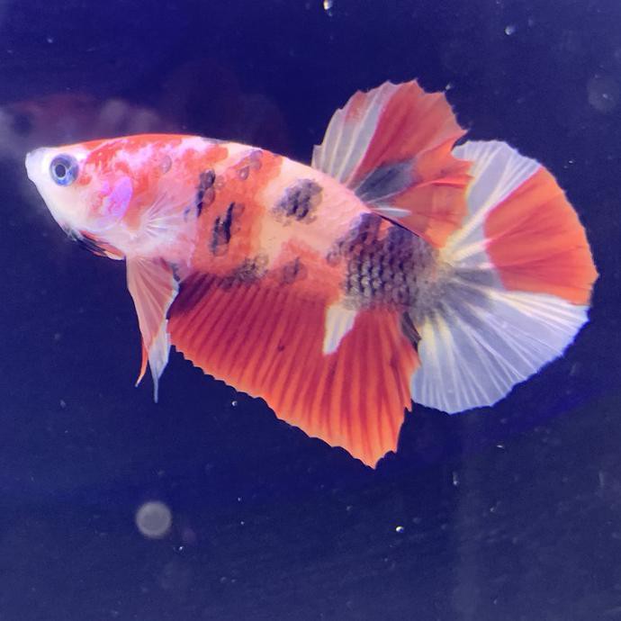 Promo Cupang Male Jantan Giant Multicolor Nemo Galaxy A01
