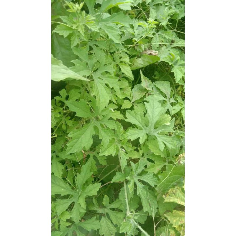 

Daun Pare Hutan segar Per 500 gram