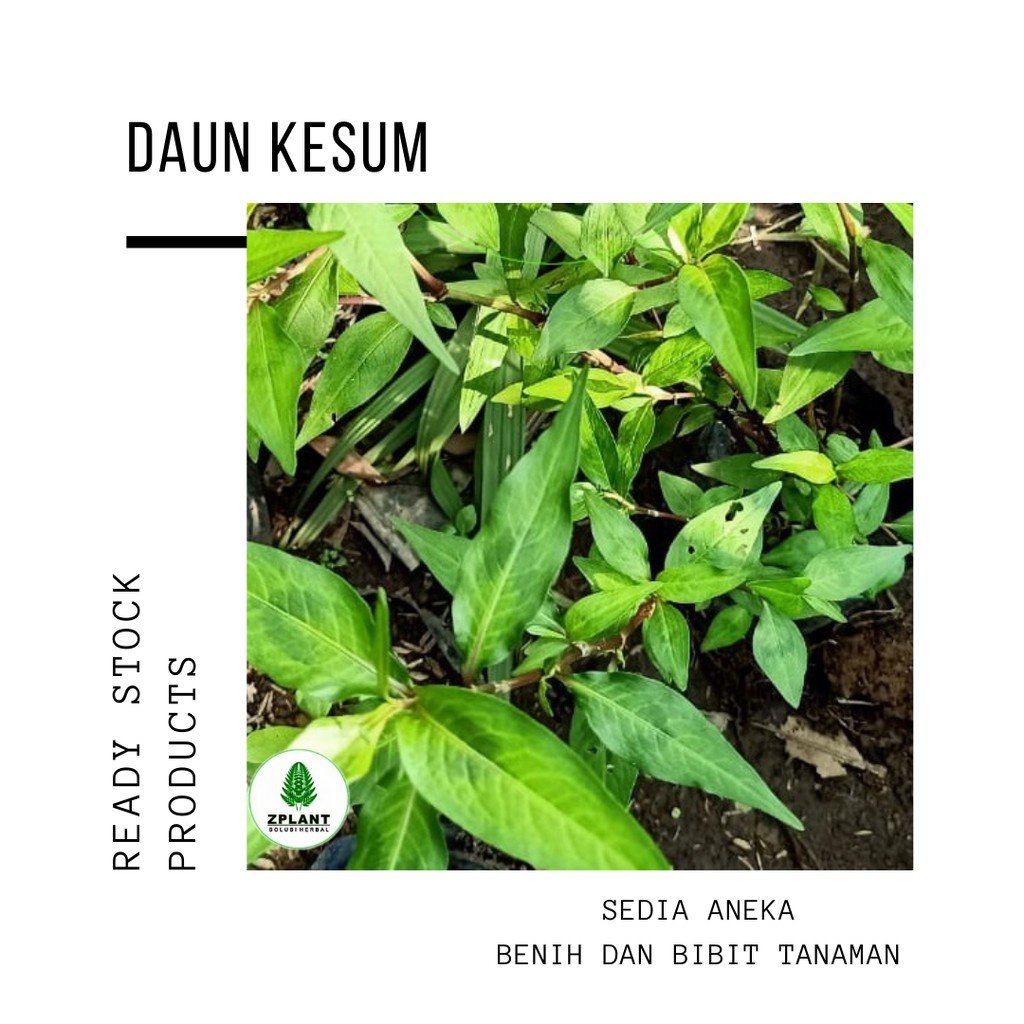 

daun kesum Segar | 500gr | bumbu masak