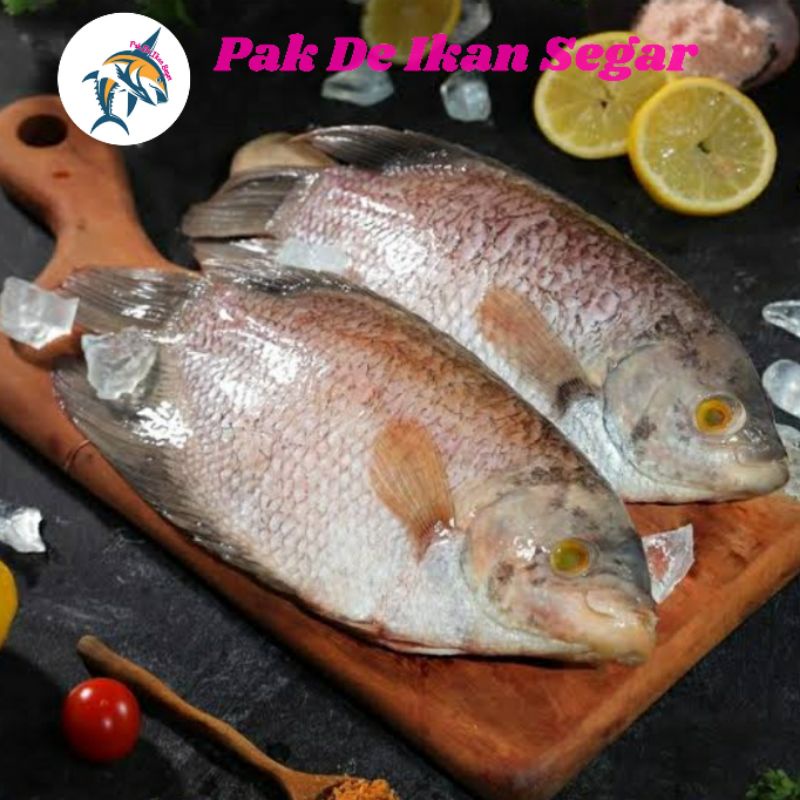 

Ikan Gurame Segar. 1-4 ekor per kg