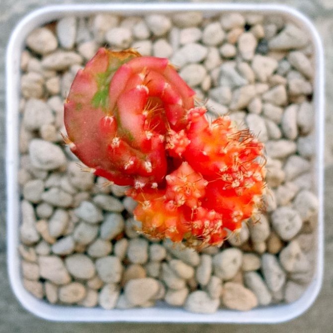 Kaktus Naga Chimera | Kaktus | Chimera | Graftingan | Grafted on Hylocereus Rootstock | Kaktus Robot