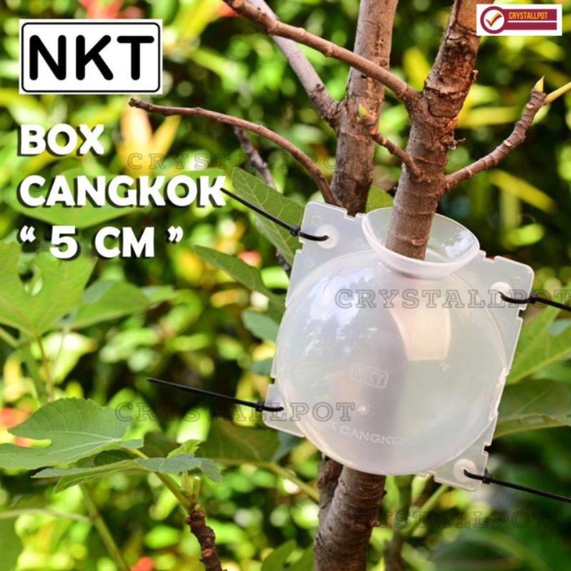 Tempat pot wadah nkt box media cangkok 5 cm bening - SATUAN MINI