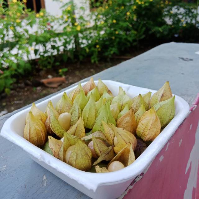 

Buah Ciplukan Segar 1000gr
