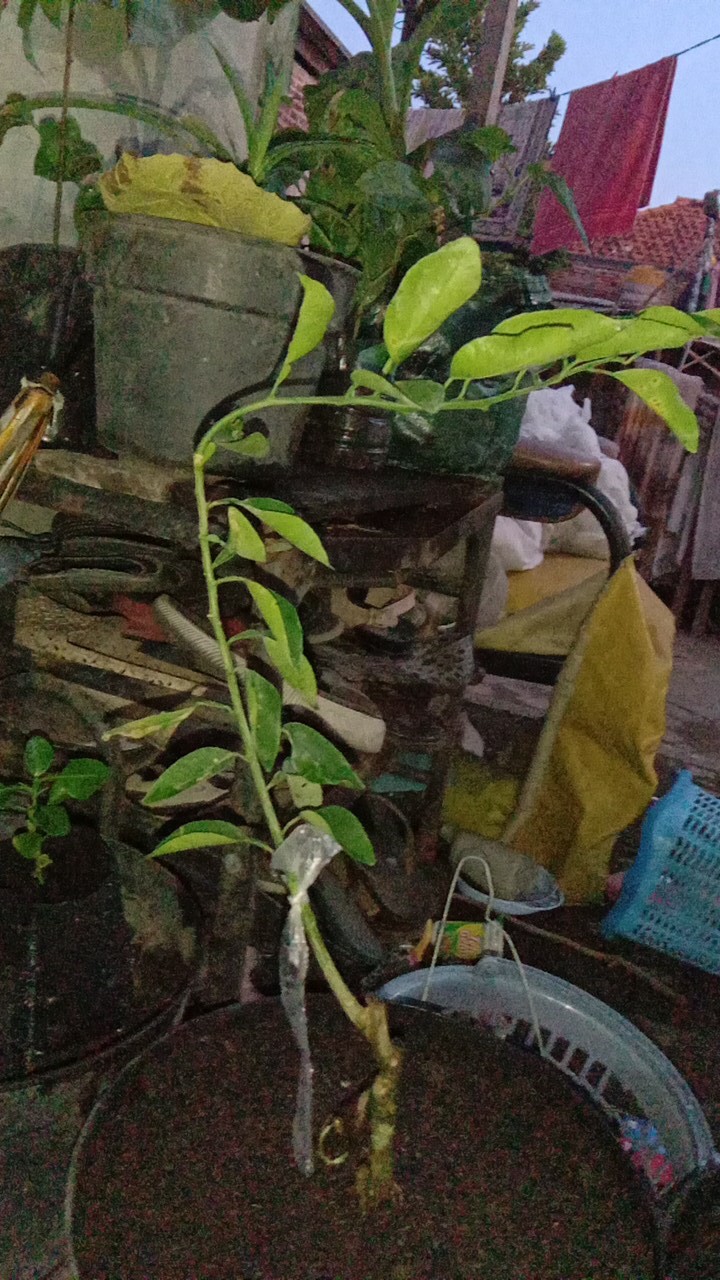 Bibit Buah Jeruk Limo / Limau