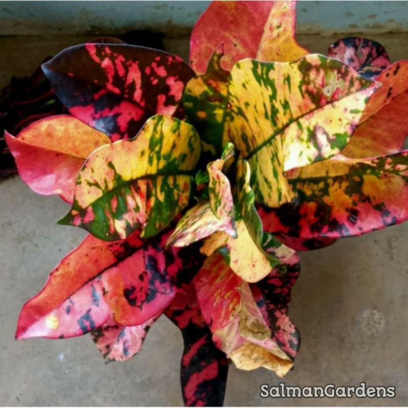 Tanaman Hias Puring Oscar - Tanaman Puring - Puring Oscar