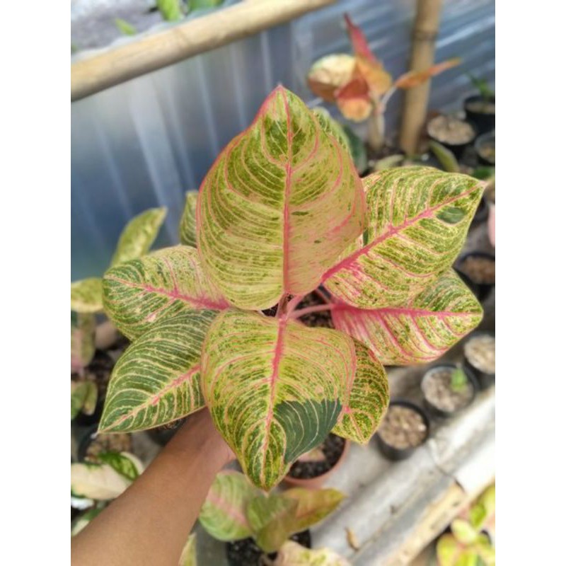 Aglonema Hughes (Baby)