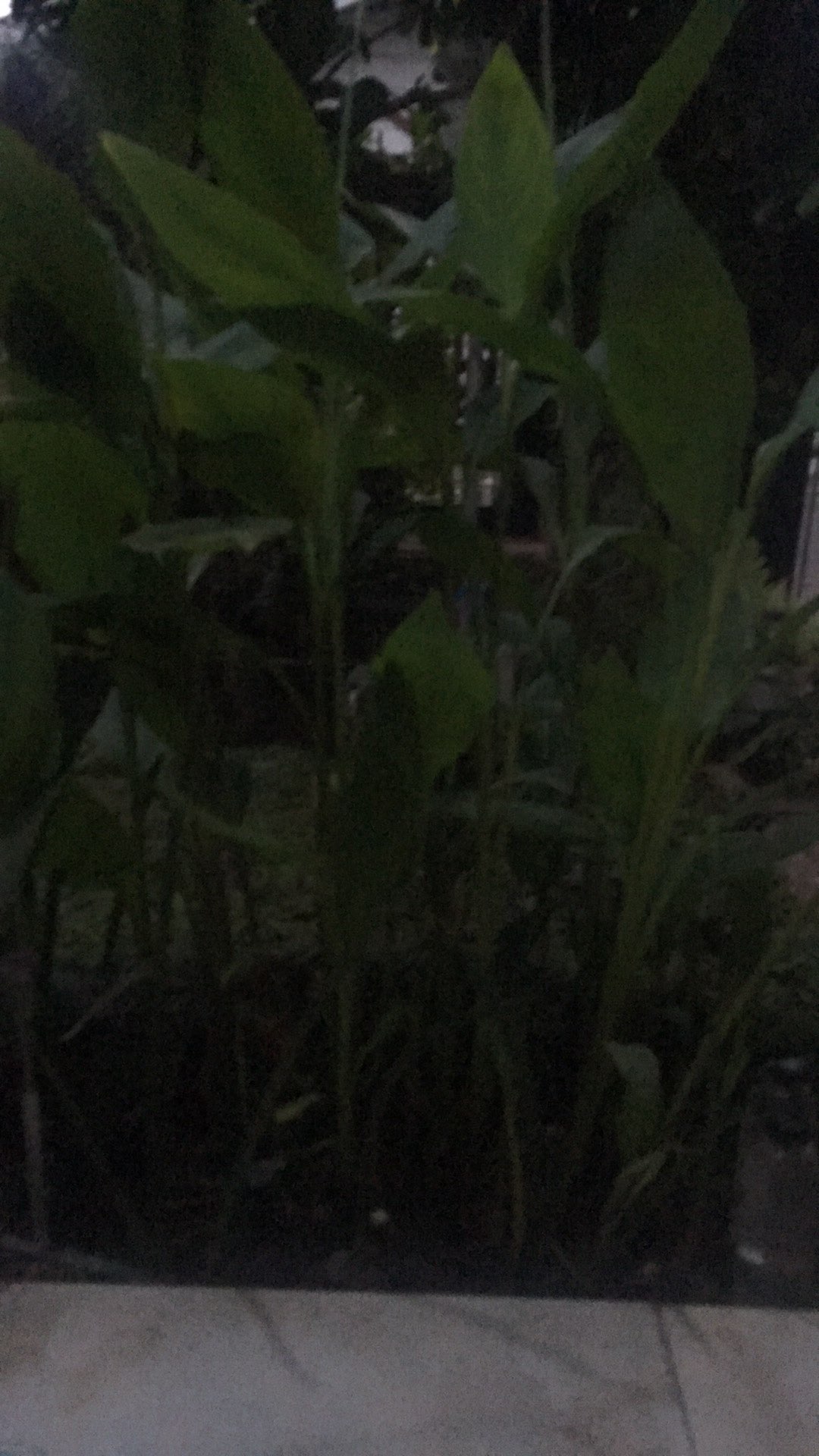 Naple Sock Keran Panjang 5 Cm/sambungan Keran 1/2