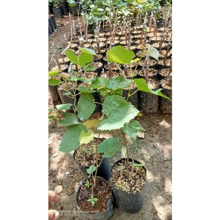 Bibit Rootstok anggur SO4