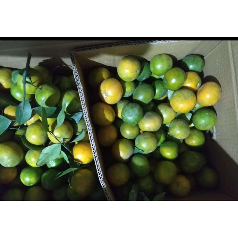 

Jeruk Baby (Grade A)