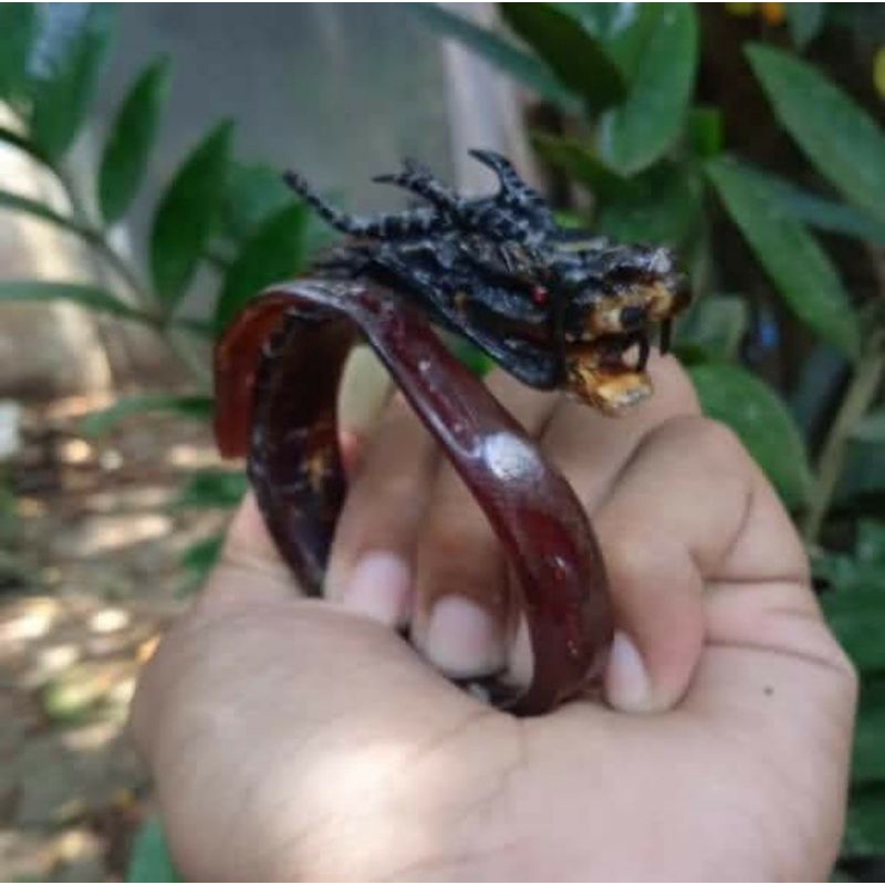 AKAR BAHAR MERAH ORIGINAL UKIR NAGA