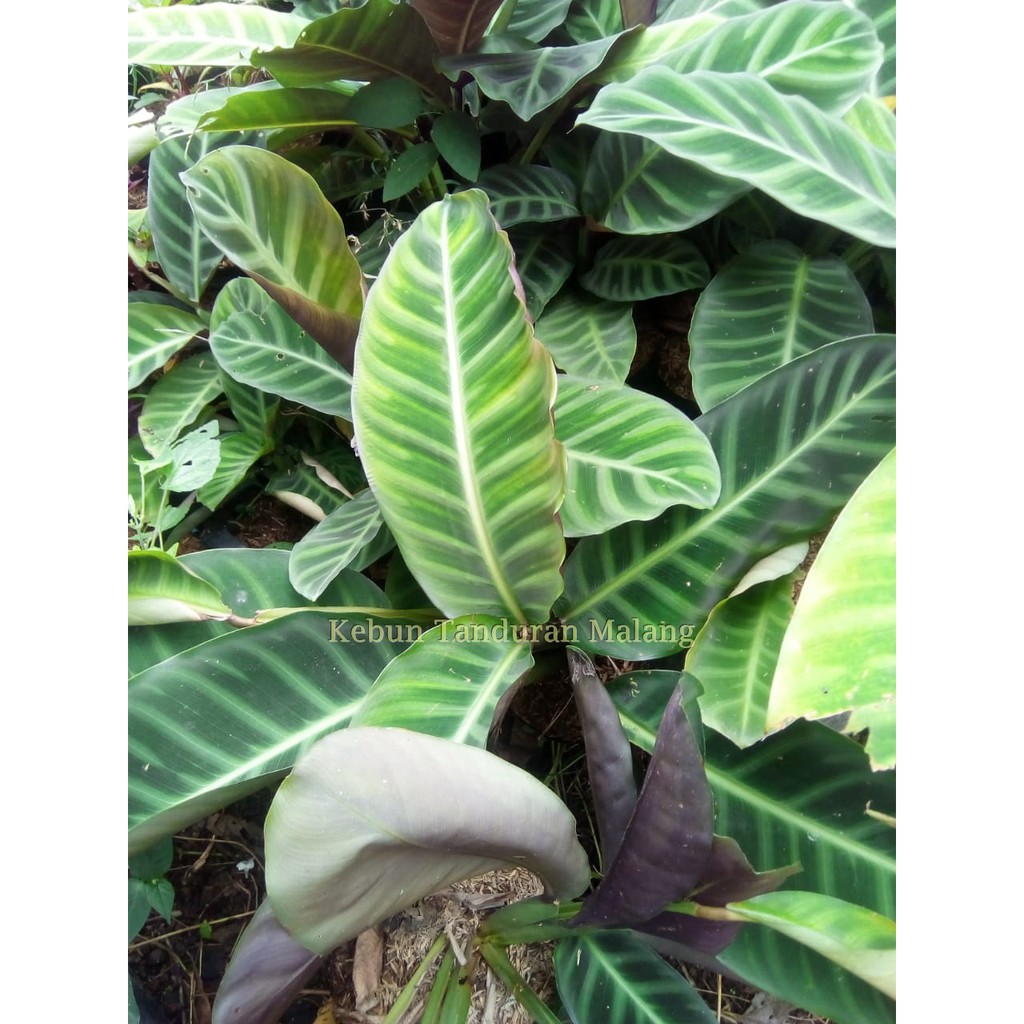 Calathea Kipas Dewa Jenis Tanaman Hias Calathea Termahal Calathea Kipas Dewa Jenis Tanaman Hias Calathea Termahal