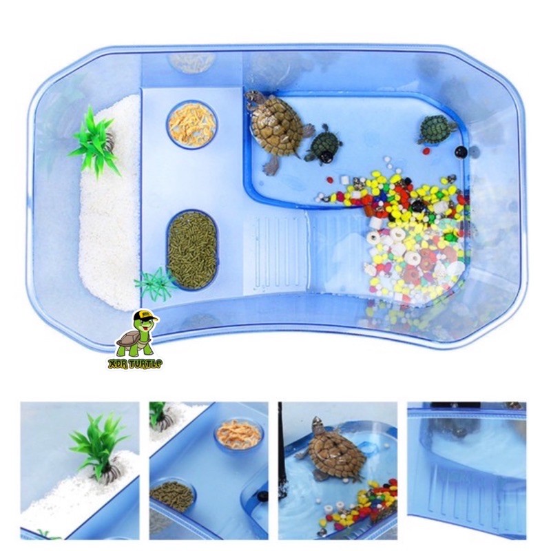 KANDANG KURA NX-11 SIZE XXL KURA AIR BRAZIL RES ALBINO HAMILTONI DAMER RAZORBACK CST AST PICTA